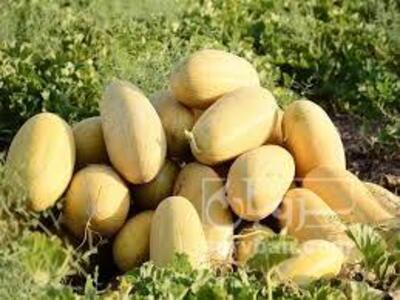 فروش خربزه
