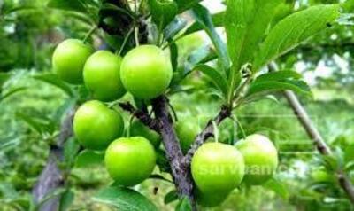 فروش گوجه سبز