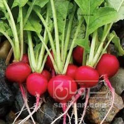 فروش تربچه