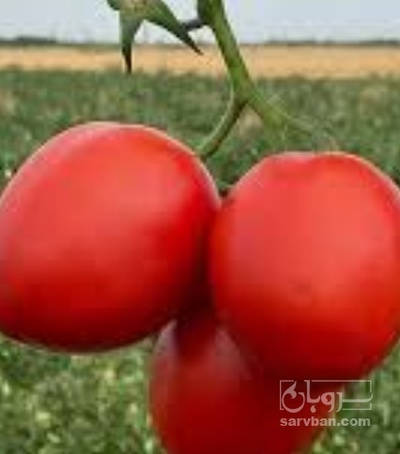 فروش گوجه فرنگی