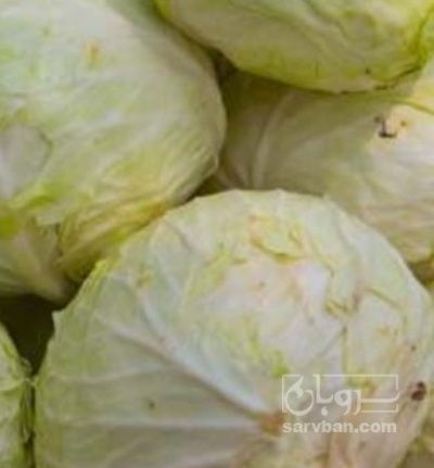 فروش کلم برگی | سروبان