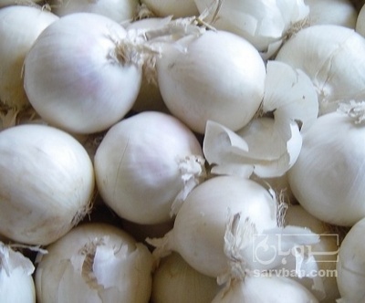 فروش پیاز سفید
