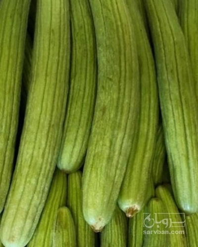 فروش خیار چنبر