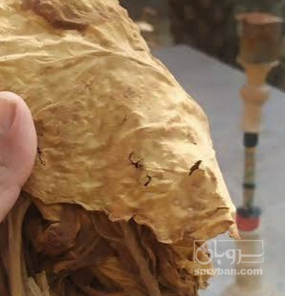 فروش تنباکو کوهی (گیاه‌ دارویی)