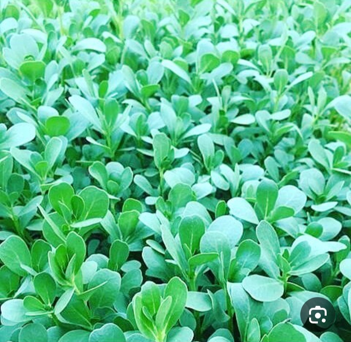 فروش خرفه