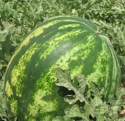 فروش هندوانه گرد