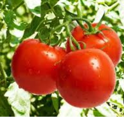 فروش گوجه فرنگی گرد