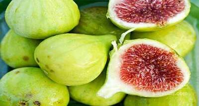 فروش انجیر