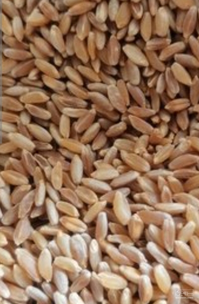 فروش گندم