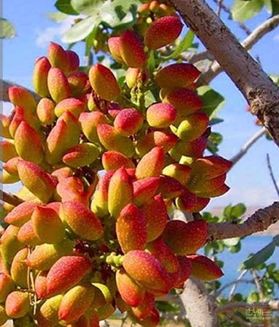 فروش پسته