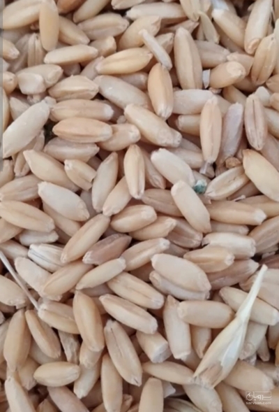 فروش گندم