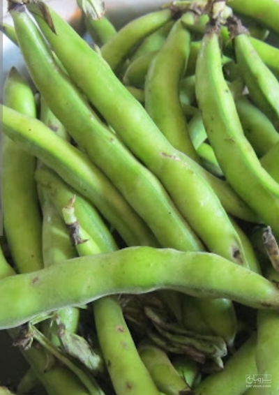 فروش باقلا تازه - باقالی - باقالا