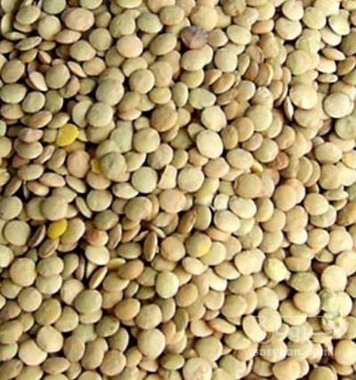 فروش عدس