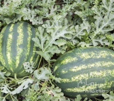 فروش هندوانه