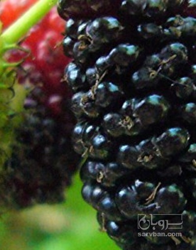 فروش شاتوت