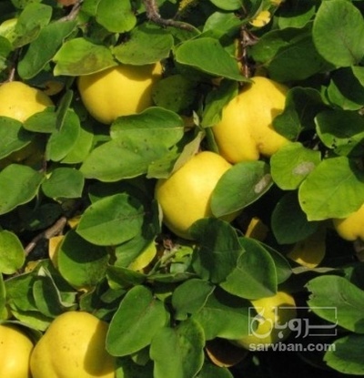 فروش به