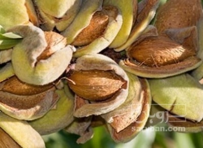 فروش بادام