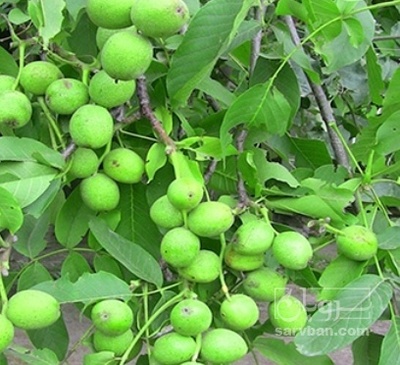 فروش گردو