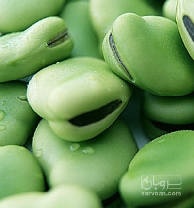 فروش باقلا تازه - باقالی - باقالا