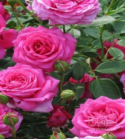 فروش گل محمدی (گیاه‌ دارویی)