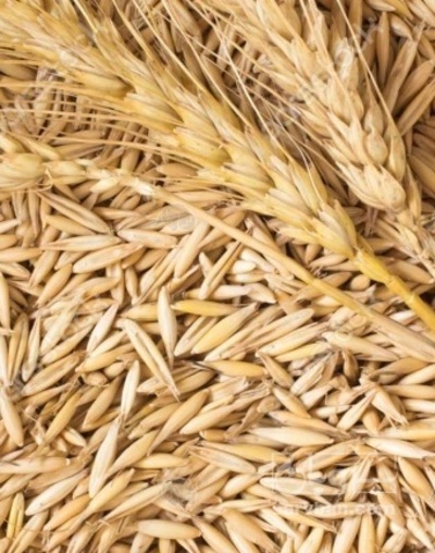 فروش جو