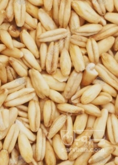 فروش گندم