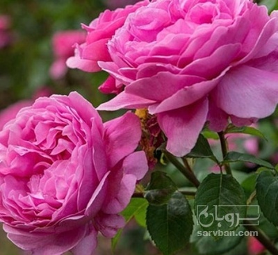 فروش گل محمدی (گیاه‌ دارویی)