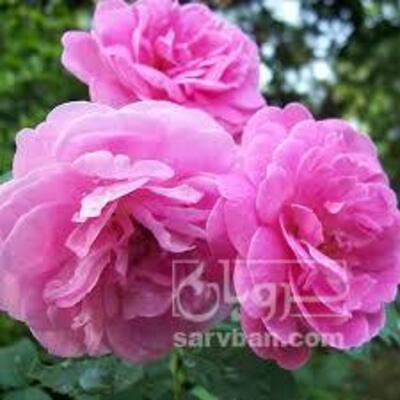 فروش گل محمدی (گیاه‌ دارویی)