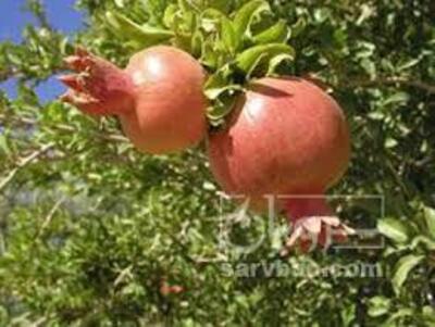 فروش انار