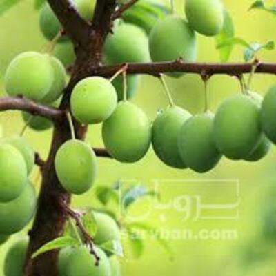 فروش گوجه سبز