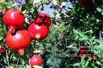 فروش انار
