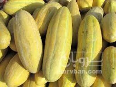 فروش خربزه