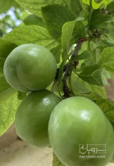 فروش گوجه سبز