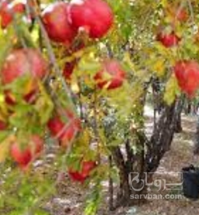 فروش انار