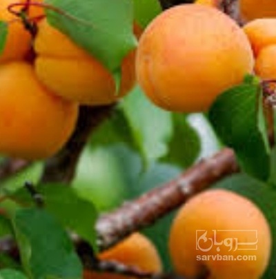 فروش زردآلو