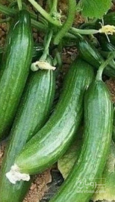 فروش خیار نول