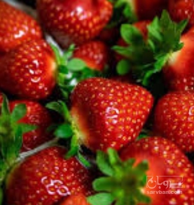 فروش توت فرنگی