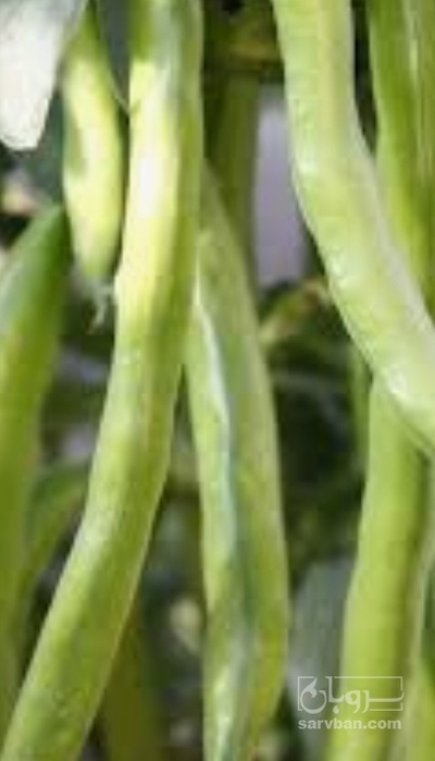 فروش باقلا تازه - باقالی - باقالا