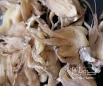 فروش ثعلب پنجه ایی