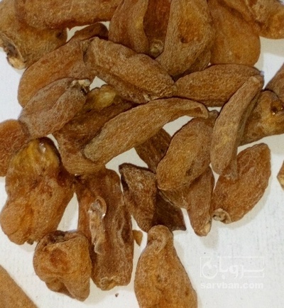 فروش ثعلب قلوه ایی