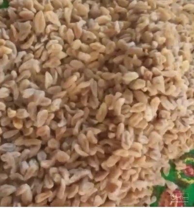 فروش ثعلب (گیاه‌ دارویی)