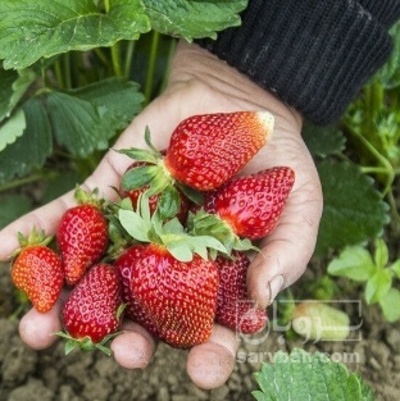 فروش توت فرنگی