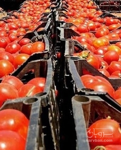 فروش گوجه فرنگی