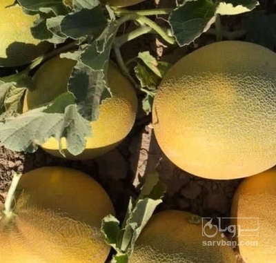 فروش ملون درجه 2