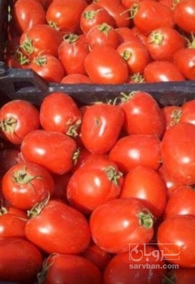 فروش گوجه فرنگی