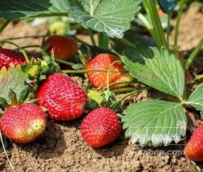 فروش توت فرنگی