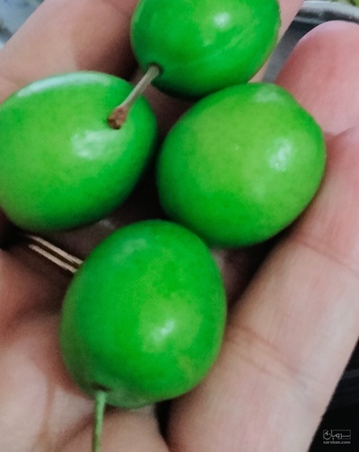 فروش گوجه سبز