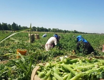 فروش نخود فرنگی