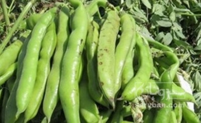 فروش باقلا تازه - باقالی - باقالا