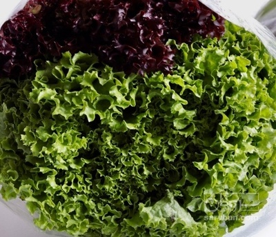 فروش کاهو فرانسوی